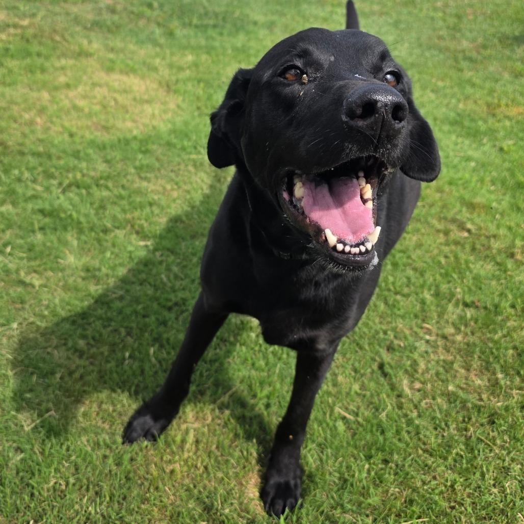 Enlarge Marlow, a Adoptable Labrador Retriever in Norman, OK image 4/4