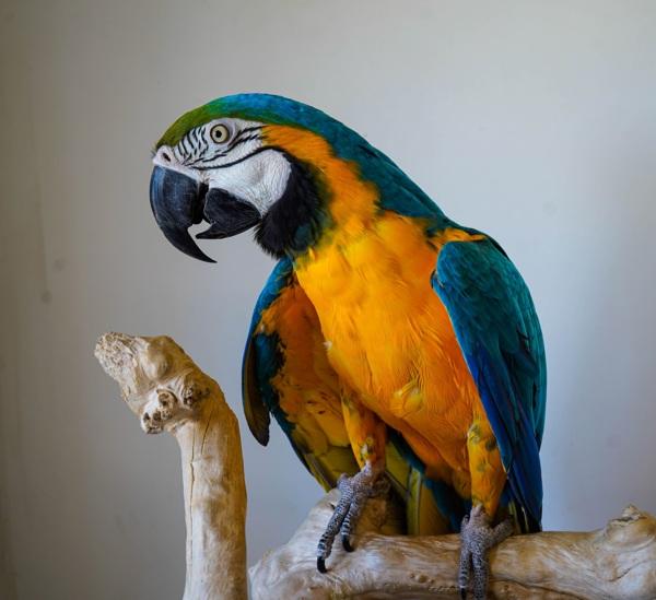 Enlarge Kyaro, a Adoptable Macaw in Elizabeth, CO image 1/1