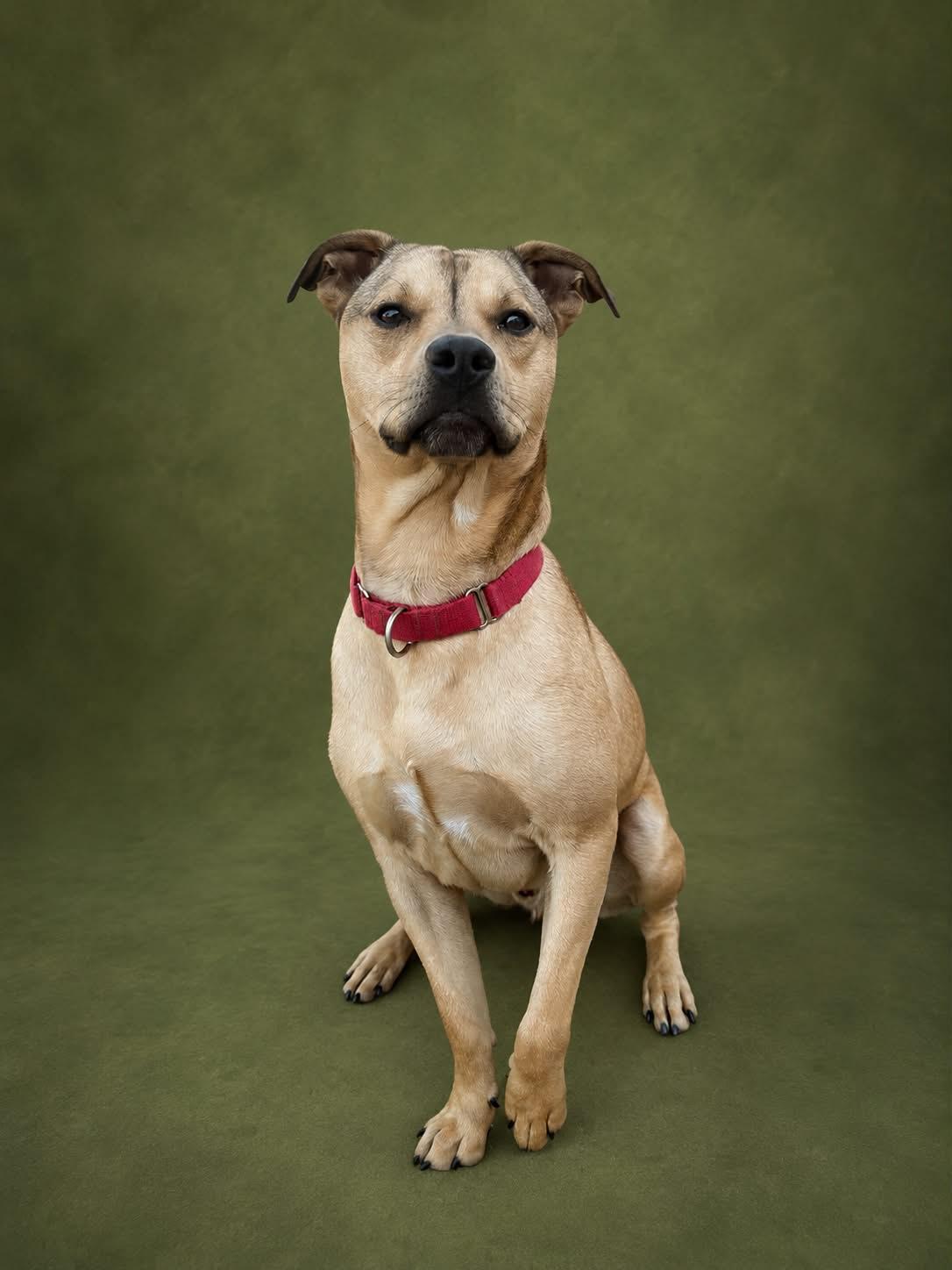 Rocky, a Adoptable mixed breed in Kansas City, MO image 1/4
