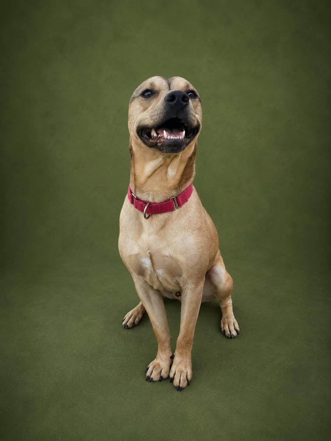 Rocky, a Adoptable mixed breed in Kansas City, MO image 2/4