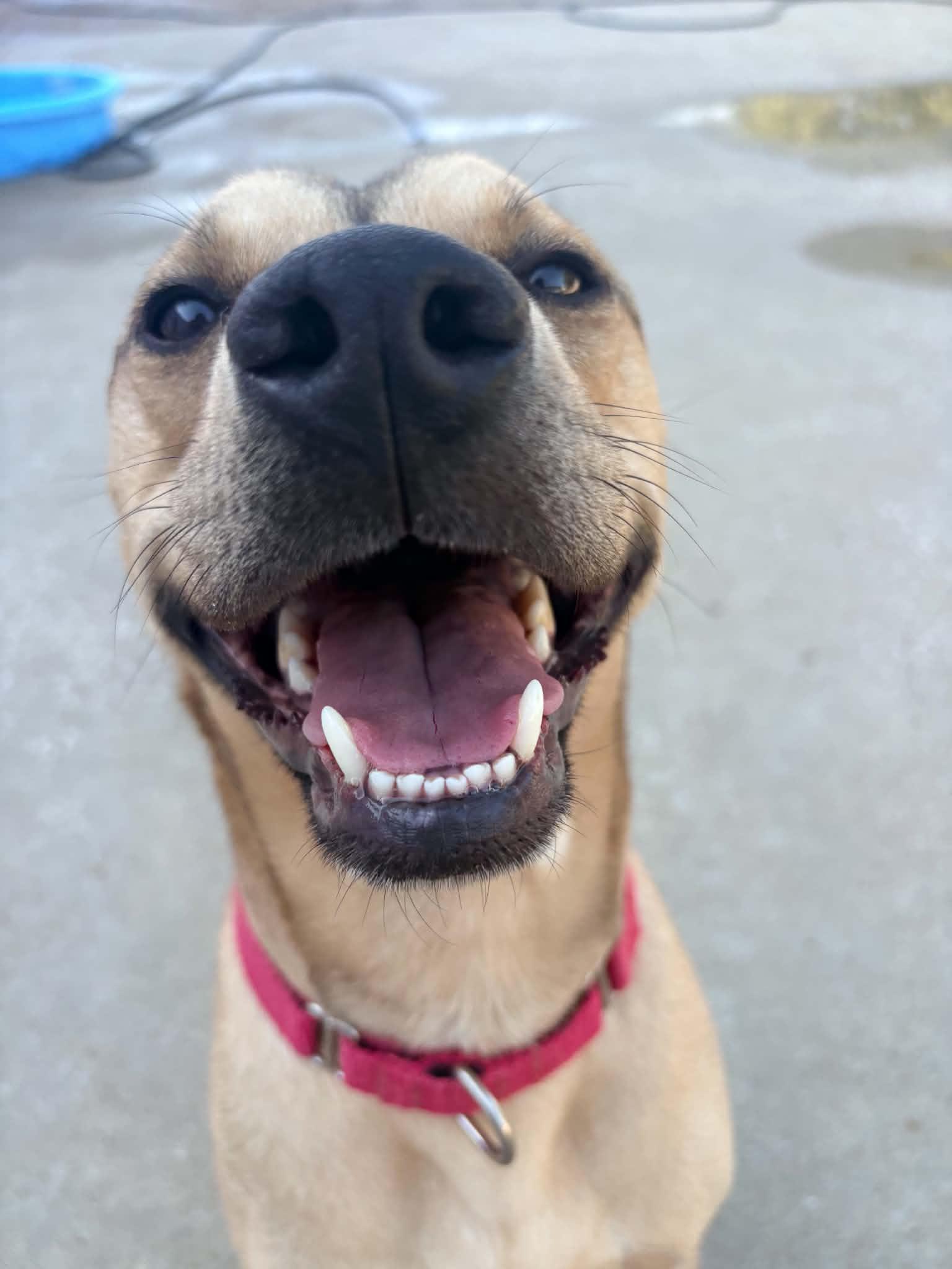 Rocky, a Adoptable mixed breed in Kansas City, MO image 3/4
