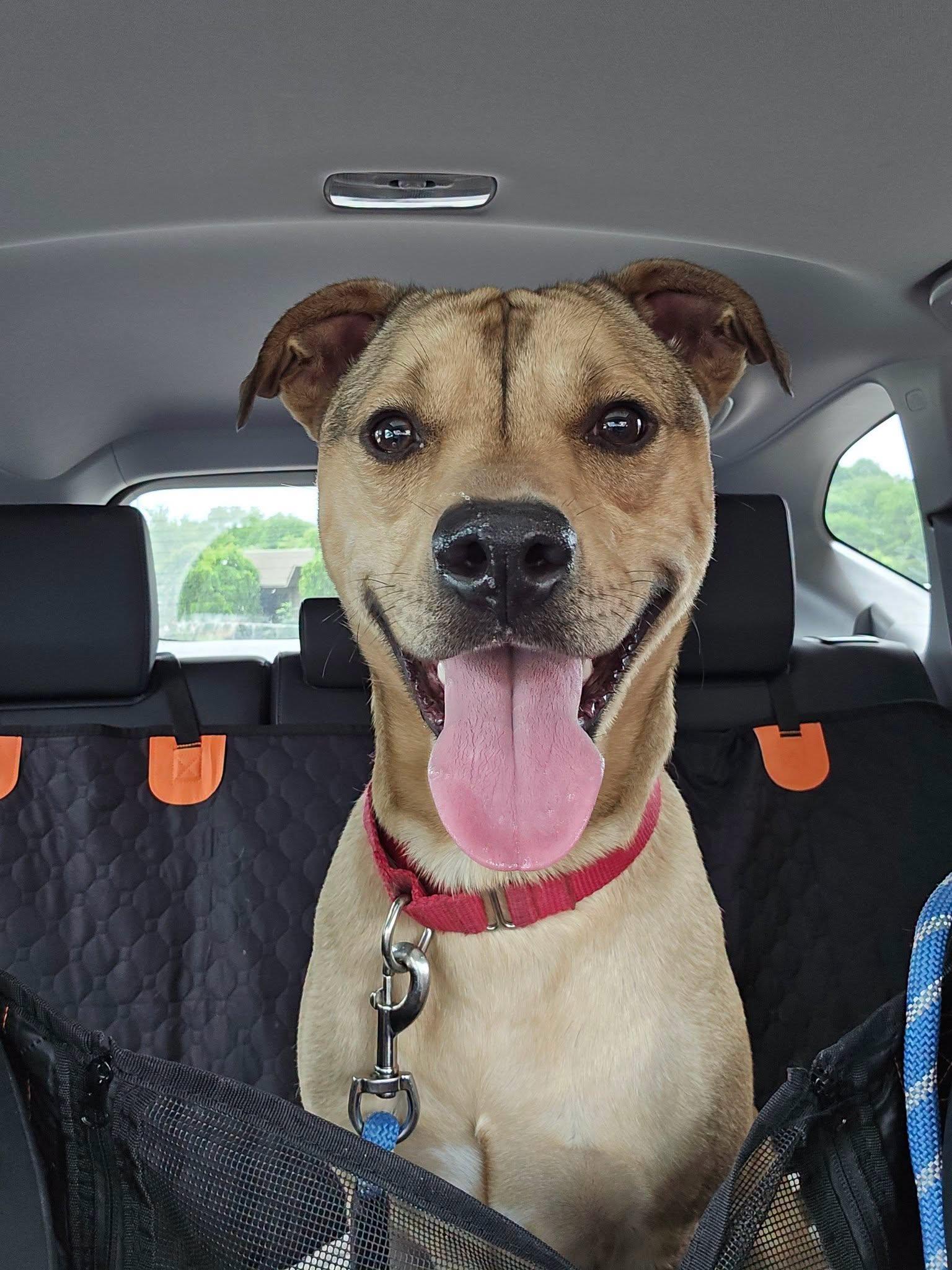 Rocky, a Adoptable mixed breed in Kansas City, MO image 4/4