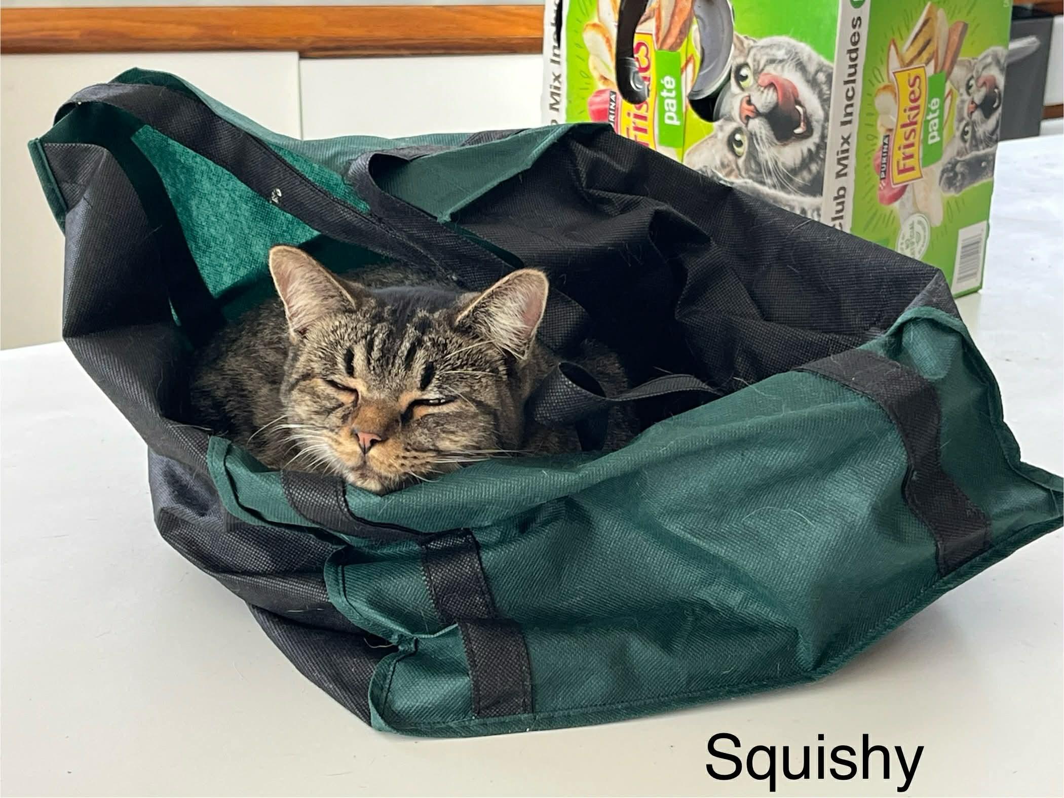 Enlarge Squishy, an adoptable mixed breed in Livonia, MI image 5/6