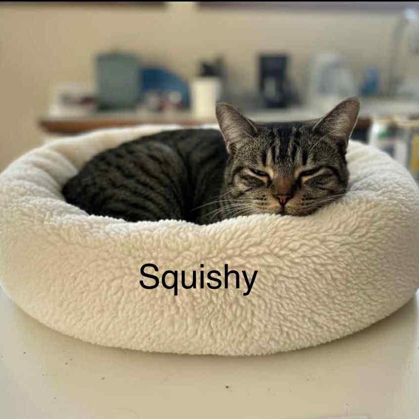 Enlarge Squishy, an adoptable mixed breed in Livonia, MI image 2/6