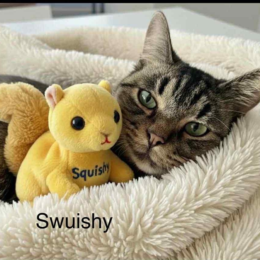 Squishy, Adoptable, Young Female Tabby & Domestic Short Hair.