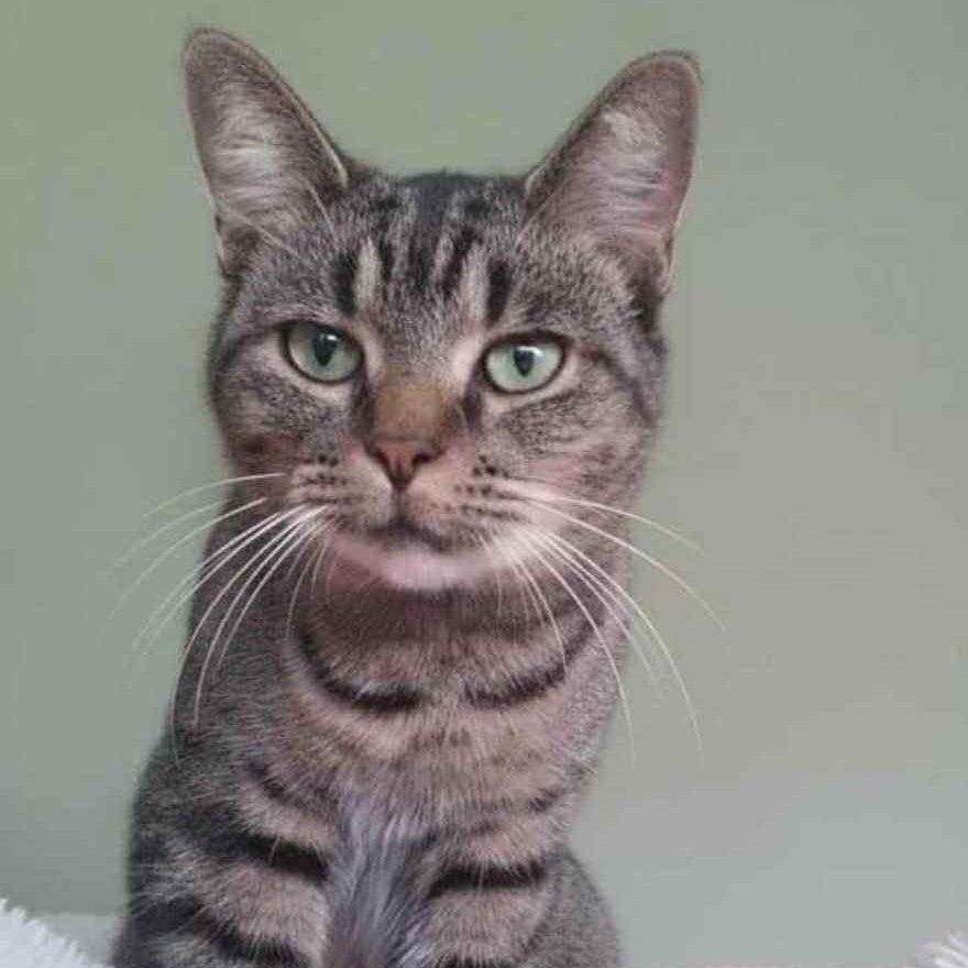 Enlarge Squishy, an adoptable mixed breed in Livonia, MI image 4/6