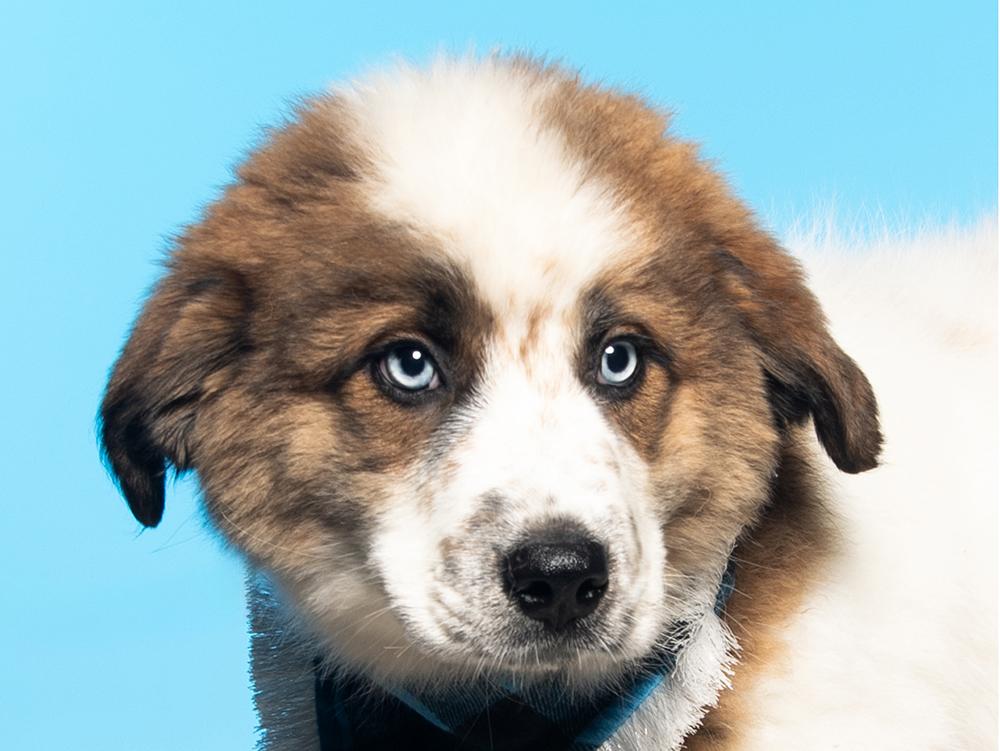 Enlarge Darja, an adopted mixed breed in Union, CT image 4/6