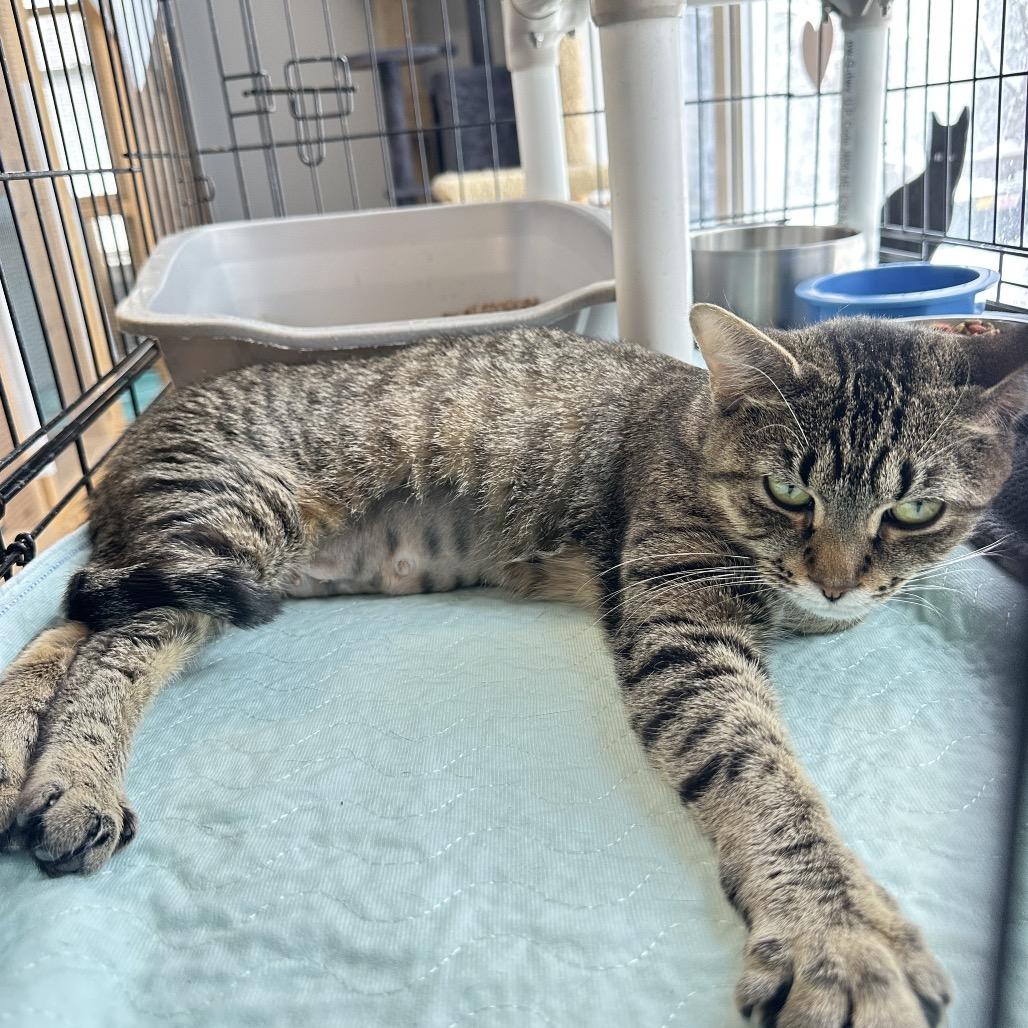 Tommi, Adoptable, Young Female Domestic Short Hair.