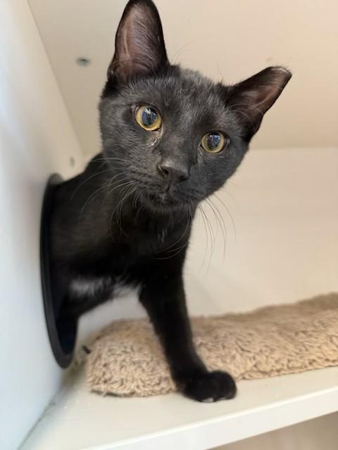 Enlarge Arpeggio, a Adoptable Domestic Short Hair in Cleveland, OH image 1/6