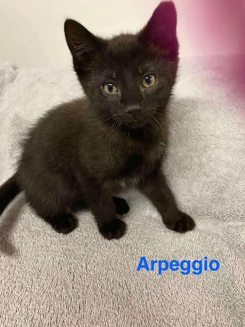 Enlarge Arpeggio, a Adoptable Domestic Short Hair in Cleveland, OH image 4/6