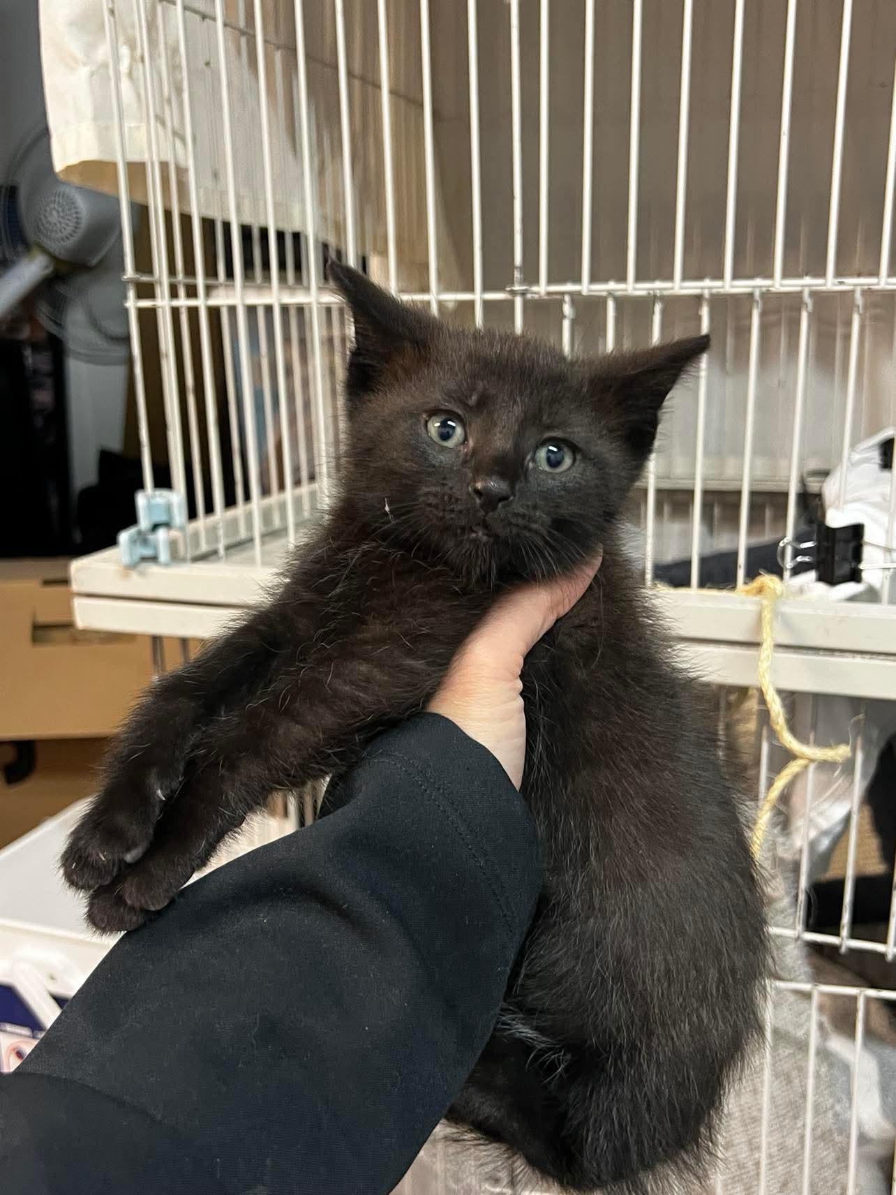 Arpeggio, Adoptable, Kitten Male Domestic Short Hair.