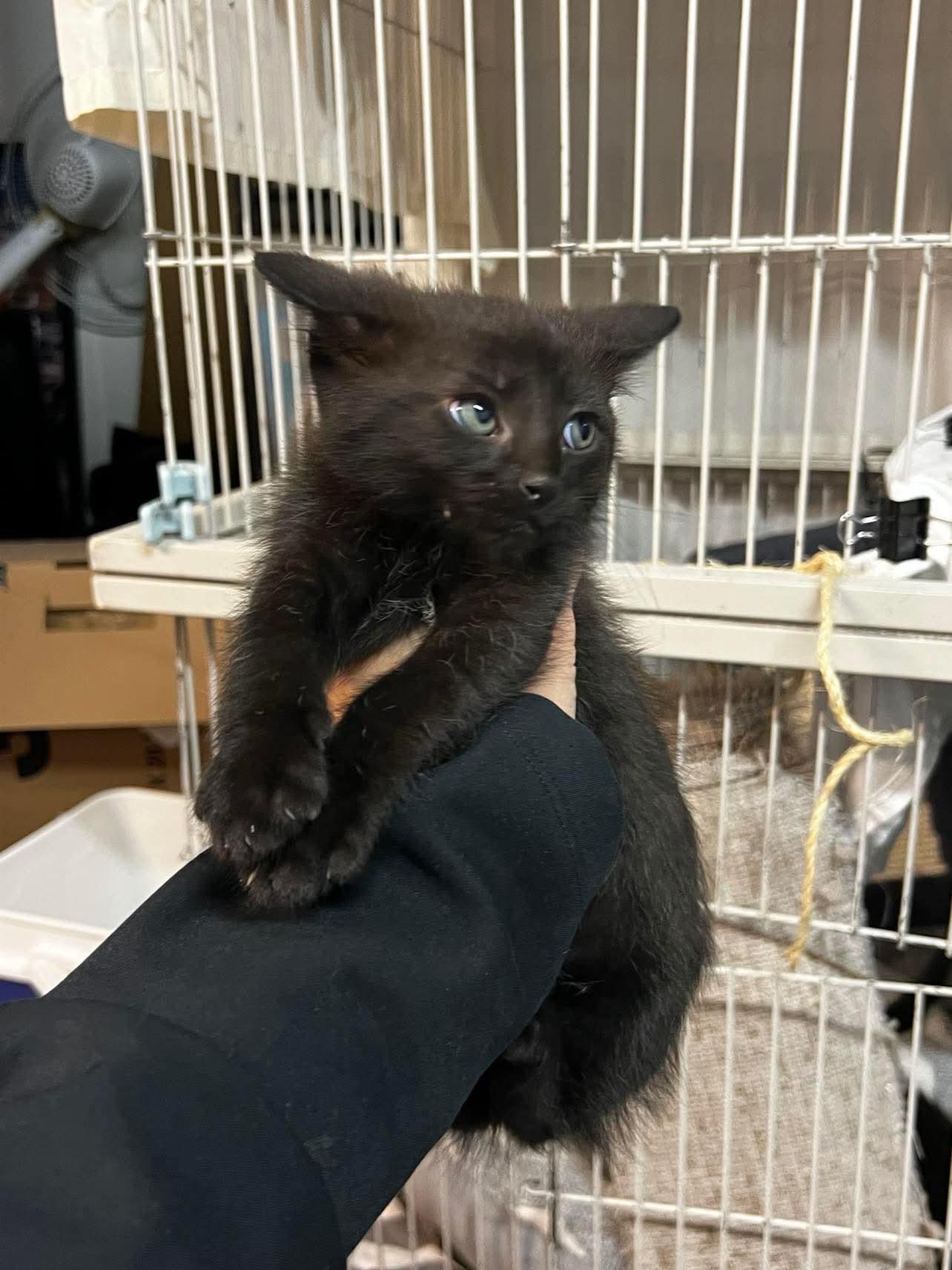 Enlarge Arpeggio, a Adoptable Domestic Short Hair in Cleveland, OH image 6/6