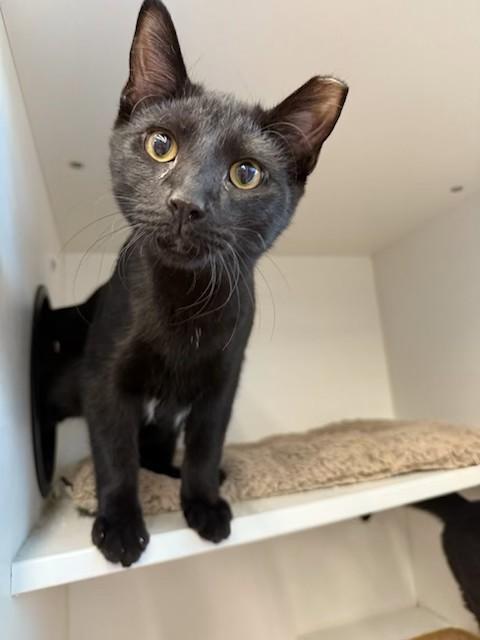 Enlarge Arpeggio, a Adoptable Domestic Short Hair in Cleveland, OH image 2/6