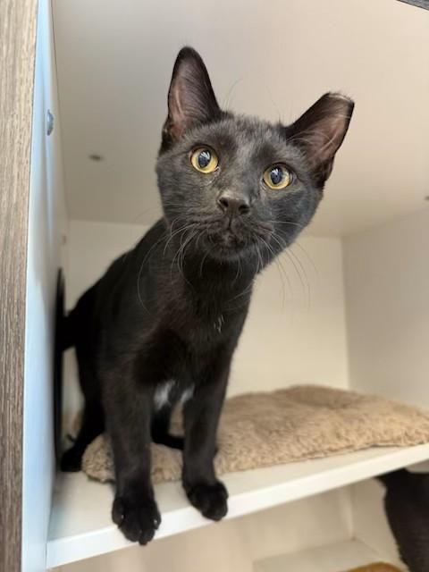 Enlarge Arpeggio, a Adoptable Domestic Short Hair in Cleveland, OH image 3/6