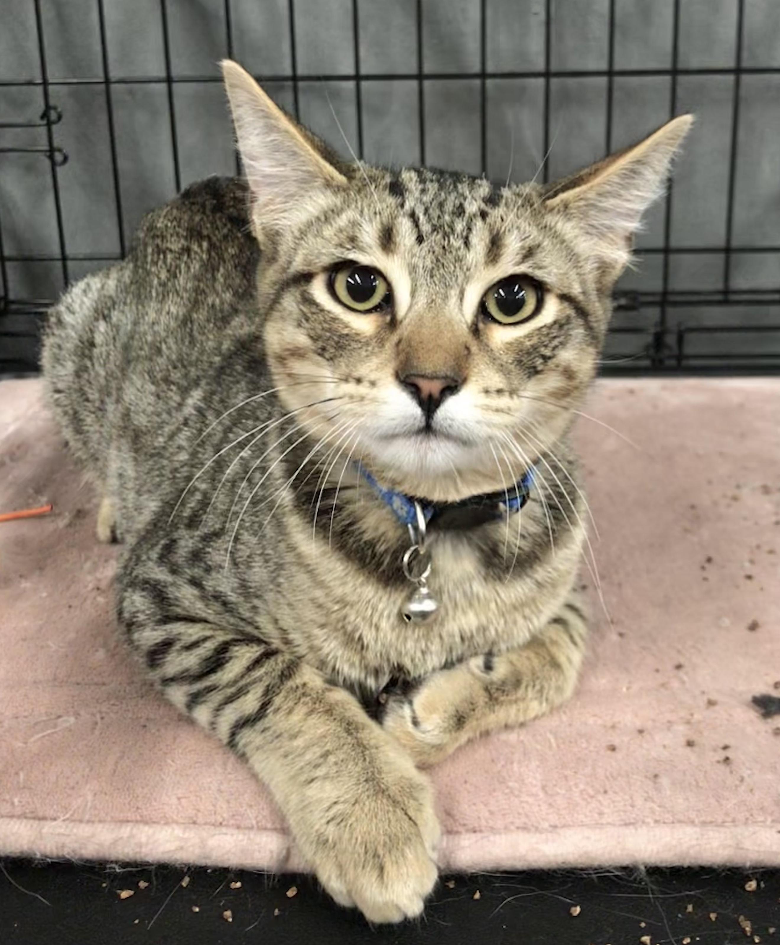 Mojo Jojo — thumbnail 3