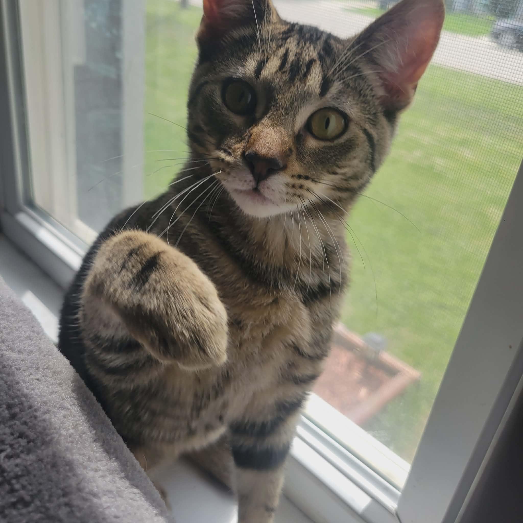 Enlarge MATCHA, a Adoptable Domestic Short Hair in Grand Forks, ND image 2/5