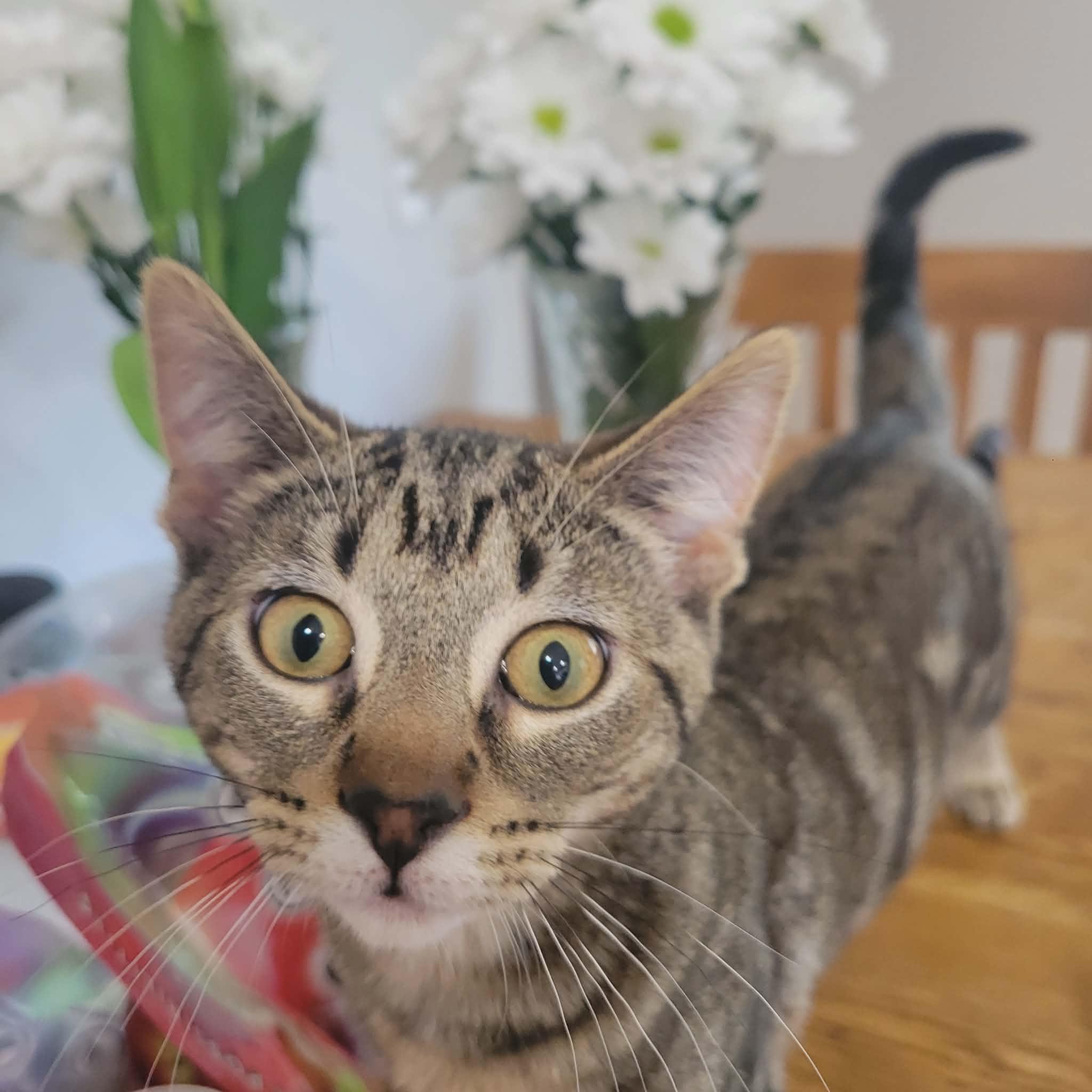 Enlarge MATCHA, a Adoptable Domestic Short Hair in Grand Forks, ND image 3/5