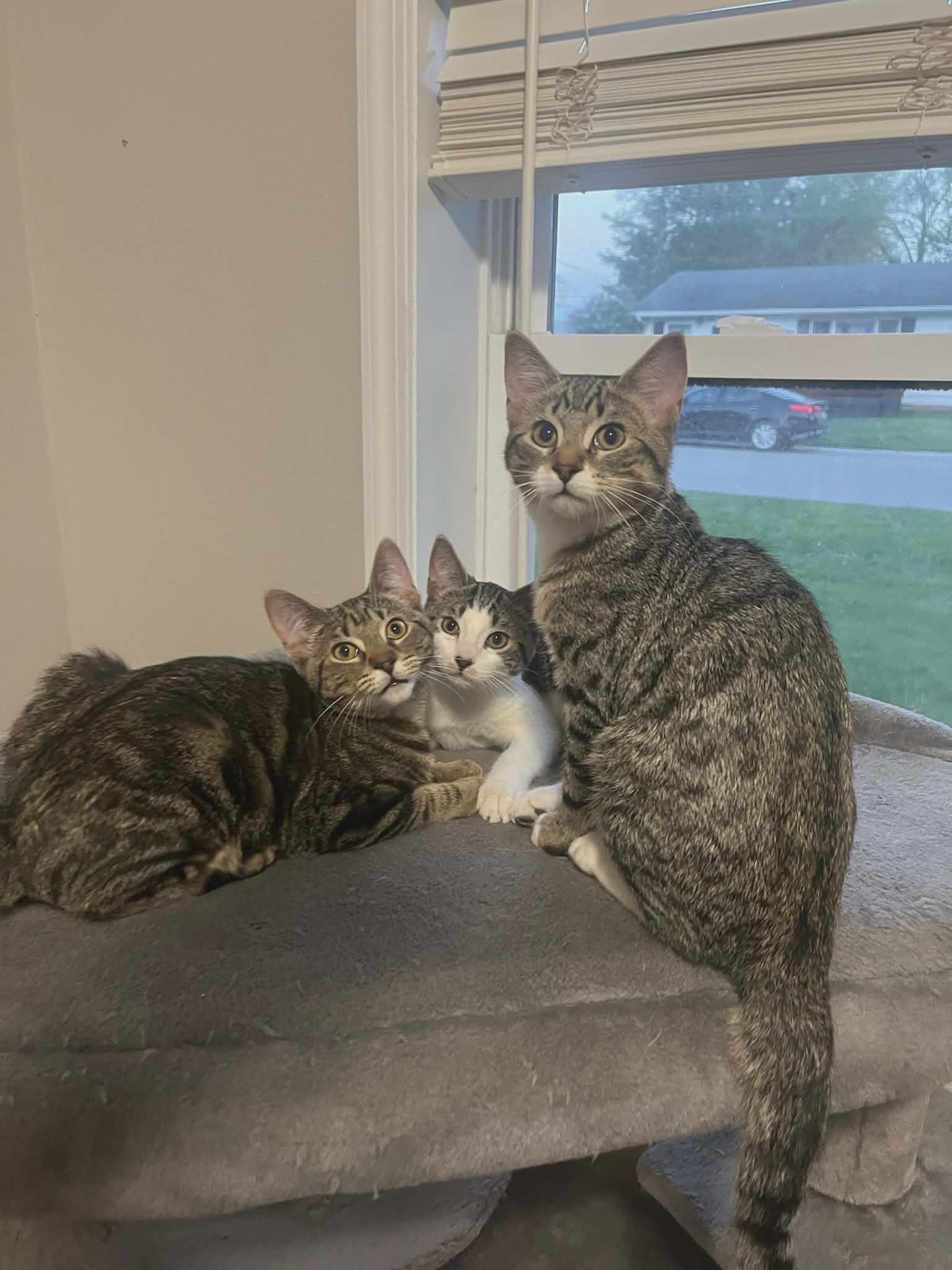 Enlarge MATCHA, a Adoptable Domestic Short Hair in Grand Forks, ND image 5/5