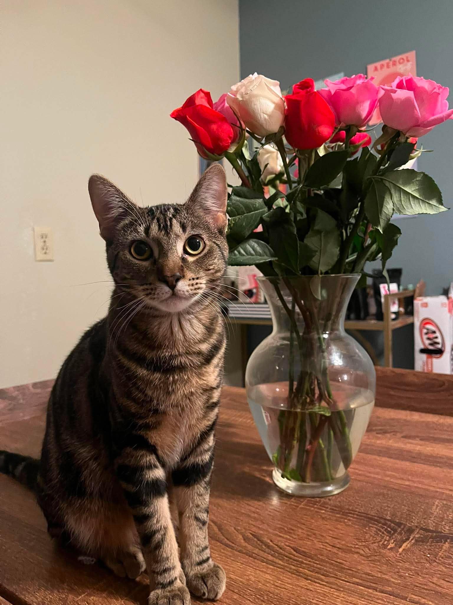 Enlarge MATCHA, a Adoptable Domestic Short Hair in Grand Forks, ND image 1/5