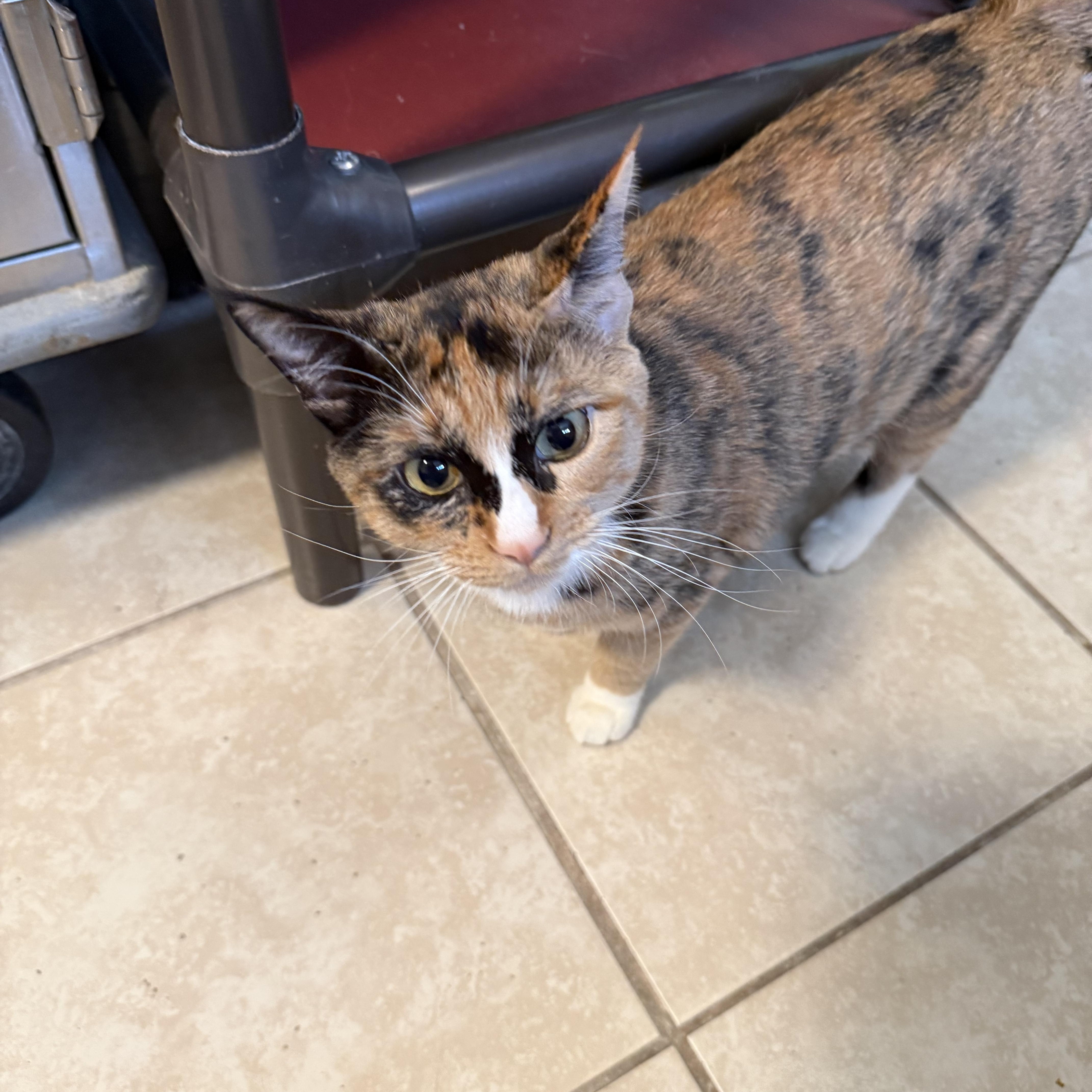 Bonnie, adopted, Young Female Domestic Short Hair.