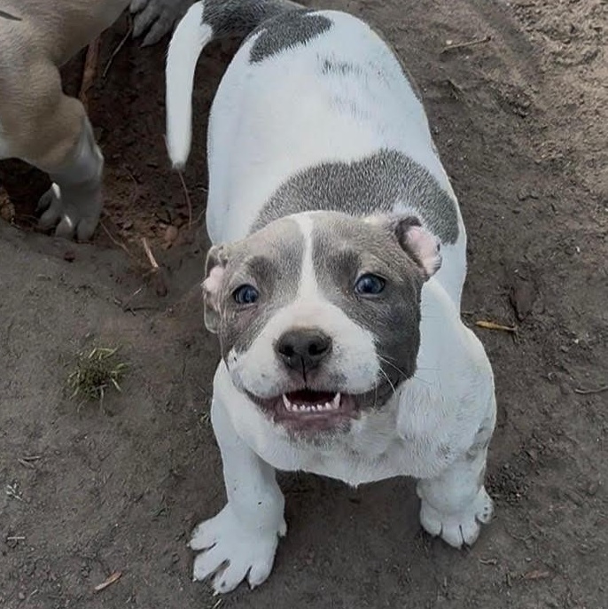 Enlarge Princess Peach, an adopted mixed breed in Ayden, NC image 2/4