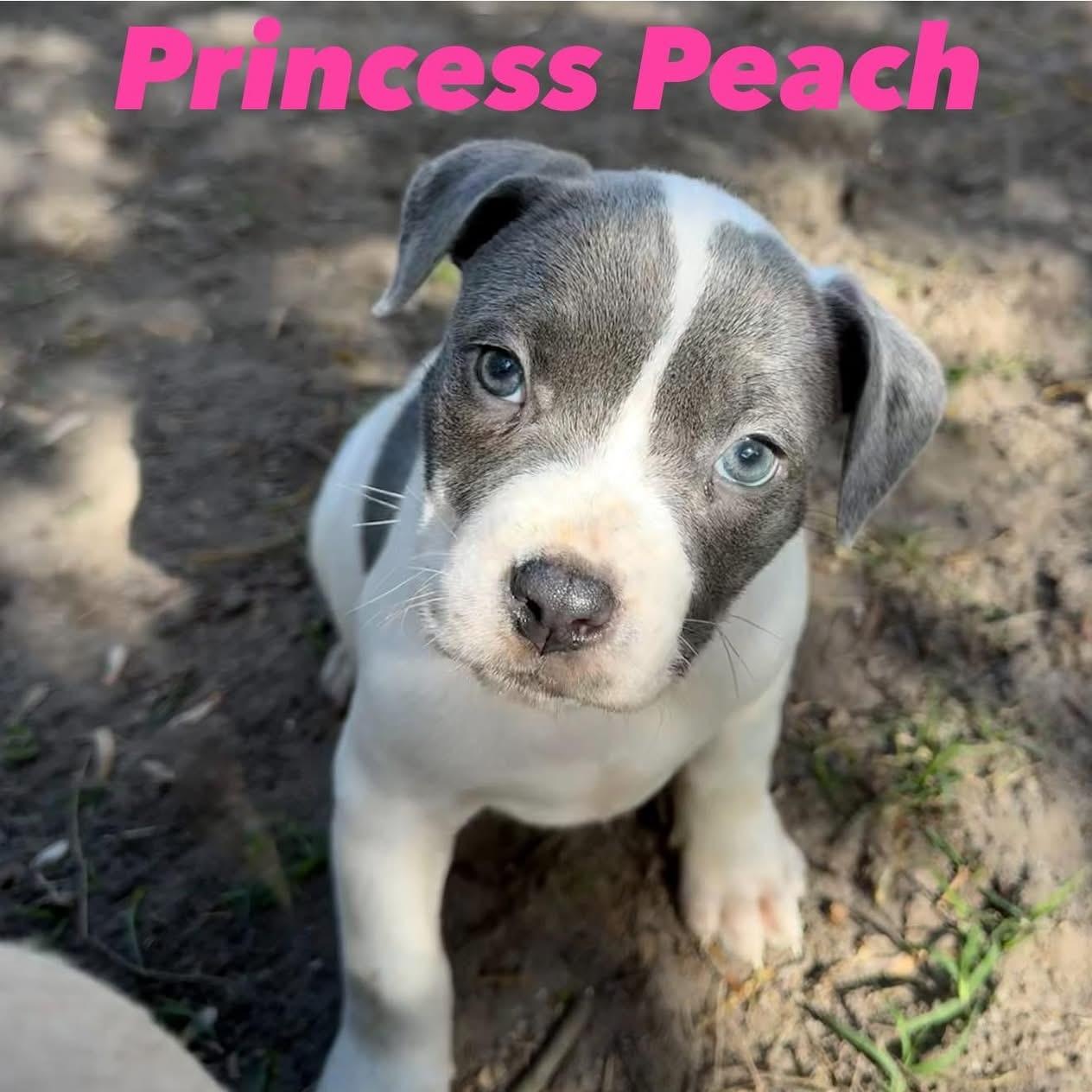 Enlarge Princess Peach, an adopted mixed breed in Ayden, NC image 1/4