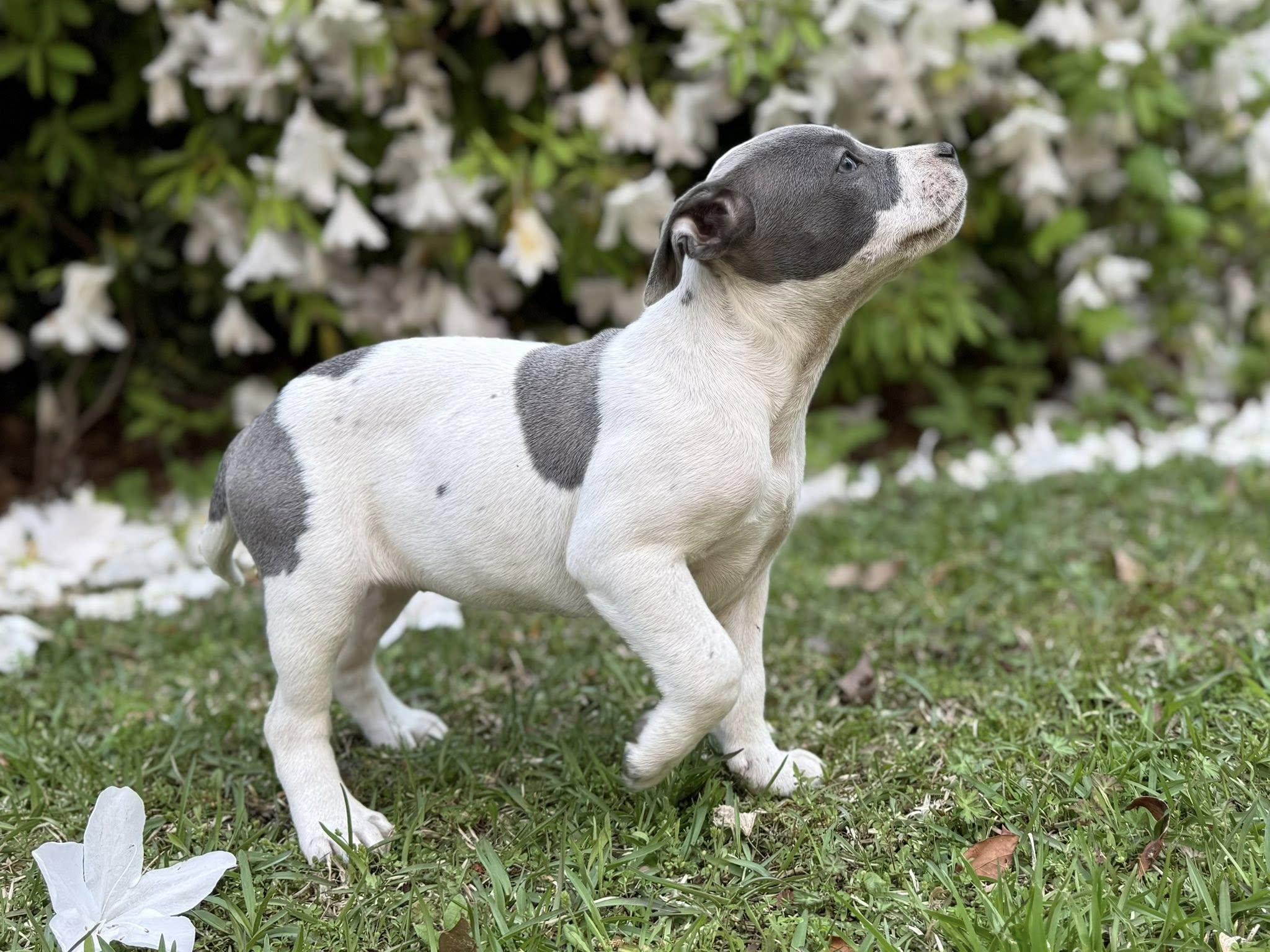 Enlarge Princess Peach, an adopted mixed breed in Ayden, NC image 3/4