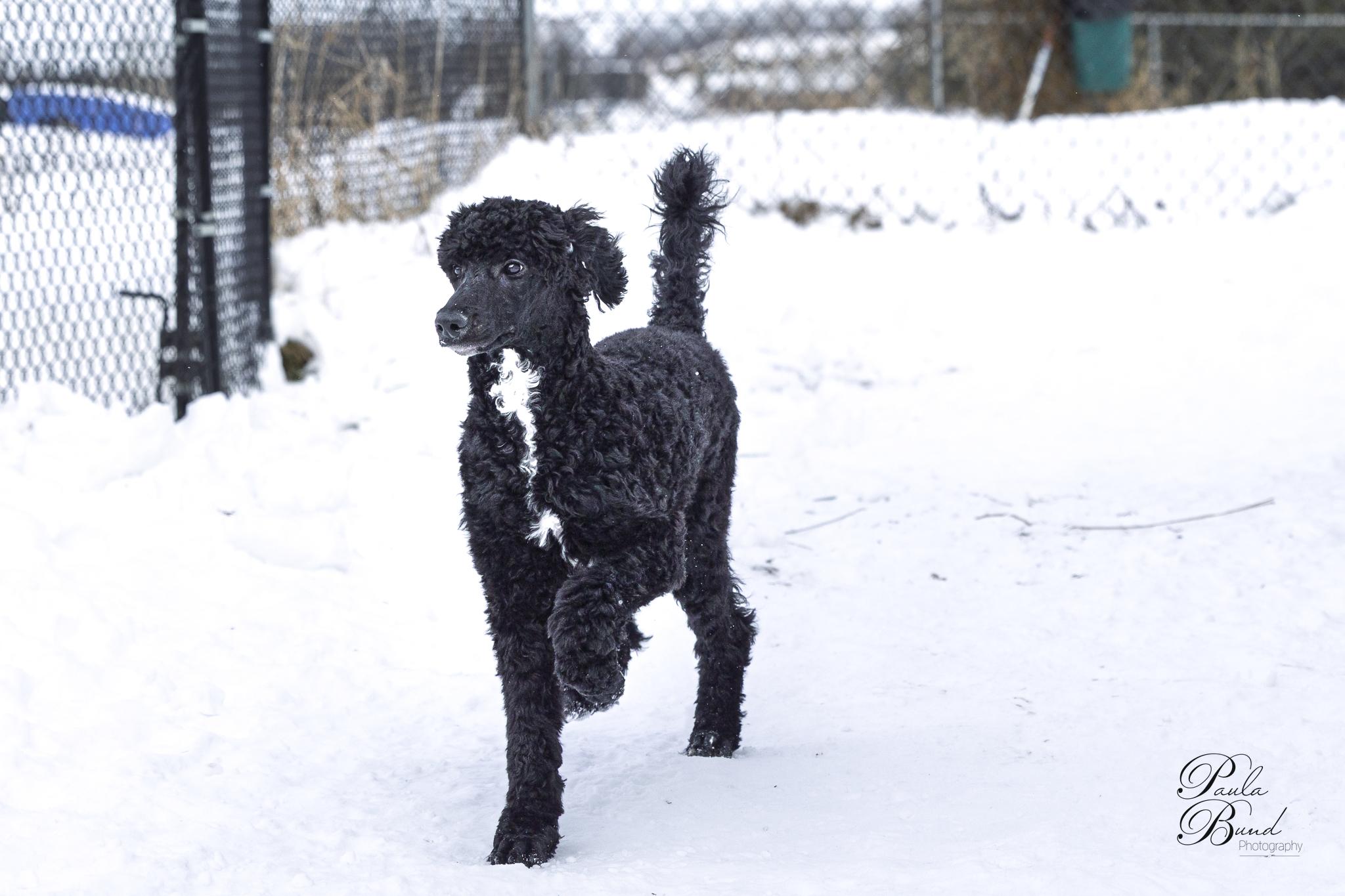 Enlarge Eira, a Adopted Standard Poodle in Burnstown, ON image 2/3