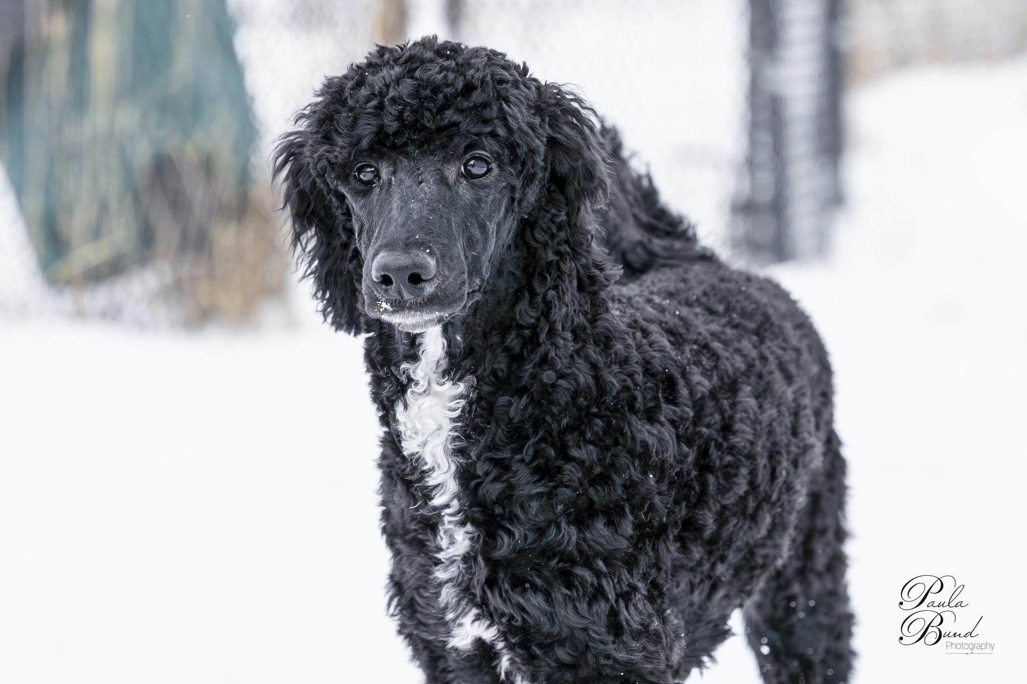 Enlarge Eira, a Adopted Standard Poodle in Burnstown, ON image 1/3