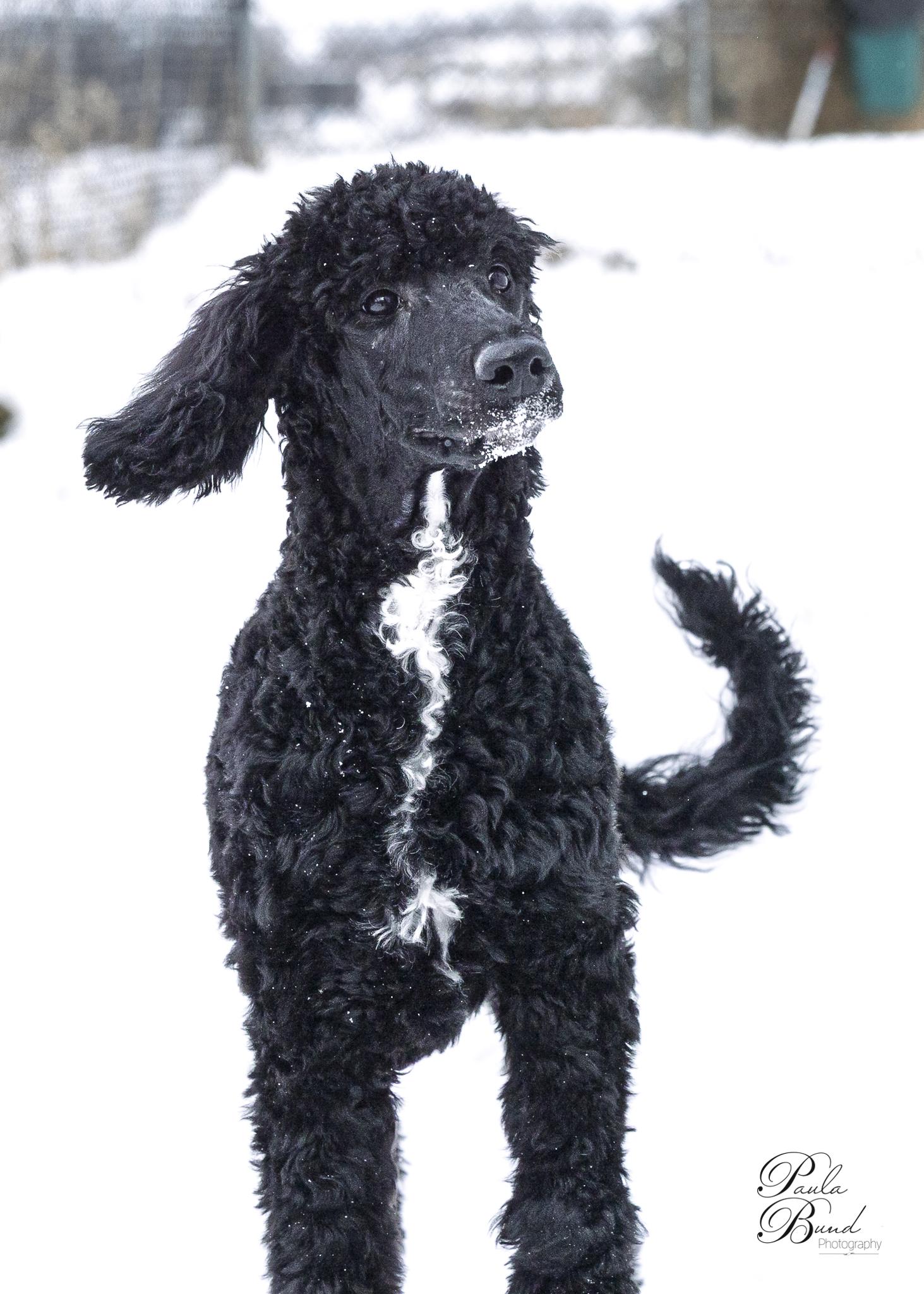 Enlarge Eira, a Adopted Standard Poodle in Burnstown, ON image 3/3