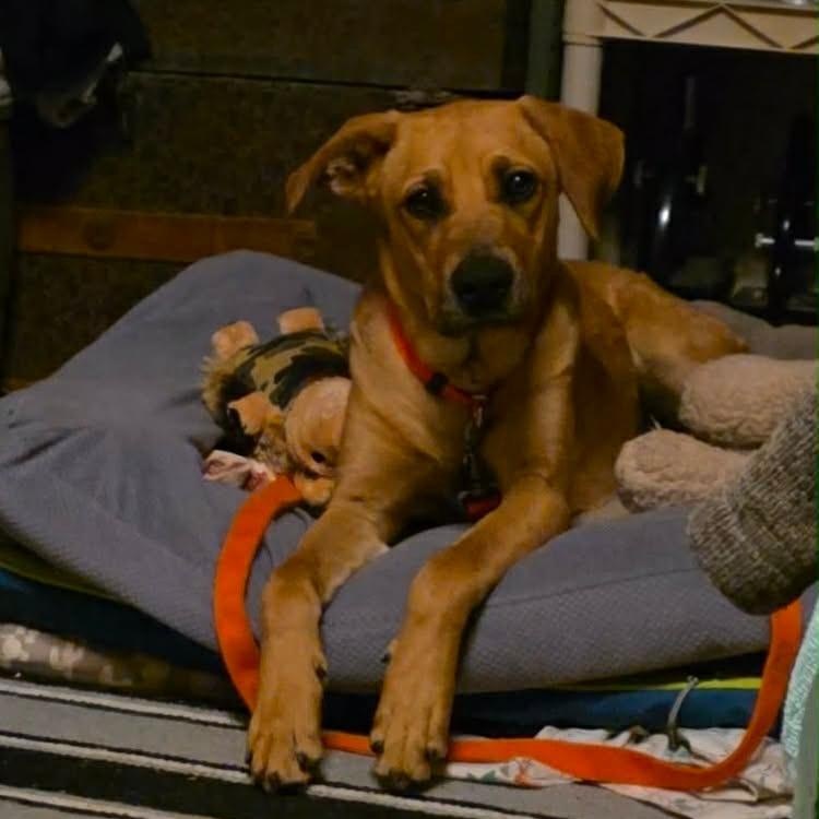 Cleo, a ADOPTABLE mixed breed in Sentinel, OK image 3/3