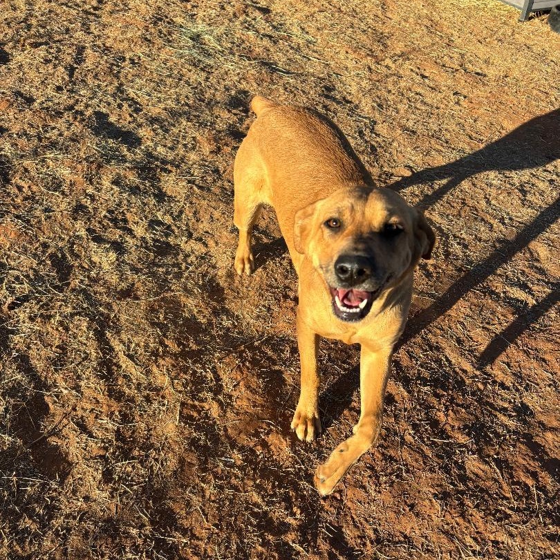 Cleo, ADOPTABLE, Young Female Treeing Walker Coonhound.