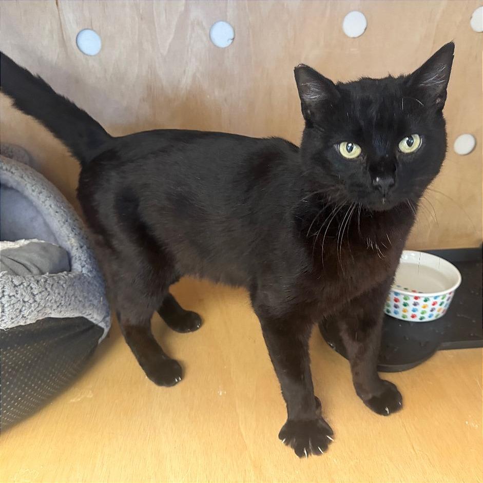 Django, Adoptable, Adult Male Domestic Short Hair.