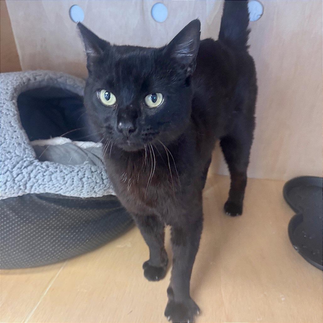 Enlarge Django, a Adoptable Domestic Short Hair in Pleasant Hill, CA image 2/5