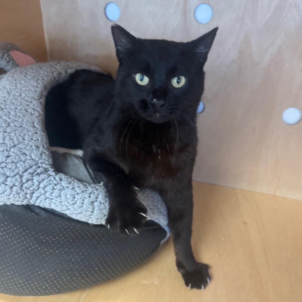 Enlarge Django, a Adoptable Domestic Short Hair in Pleasant Hill, CA image 3/5