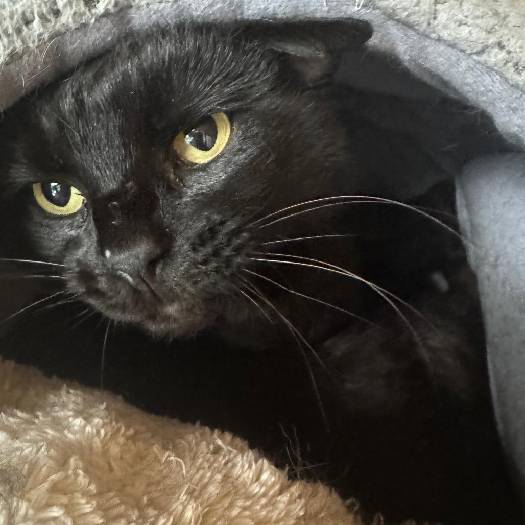Enlarge Django, a Adoptable Domestic Short Hair in Pleasant Hill, CA image 4/5