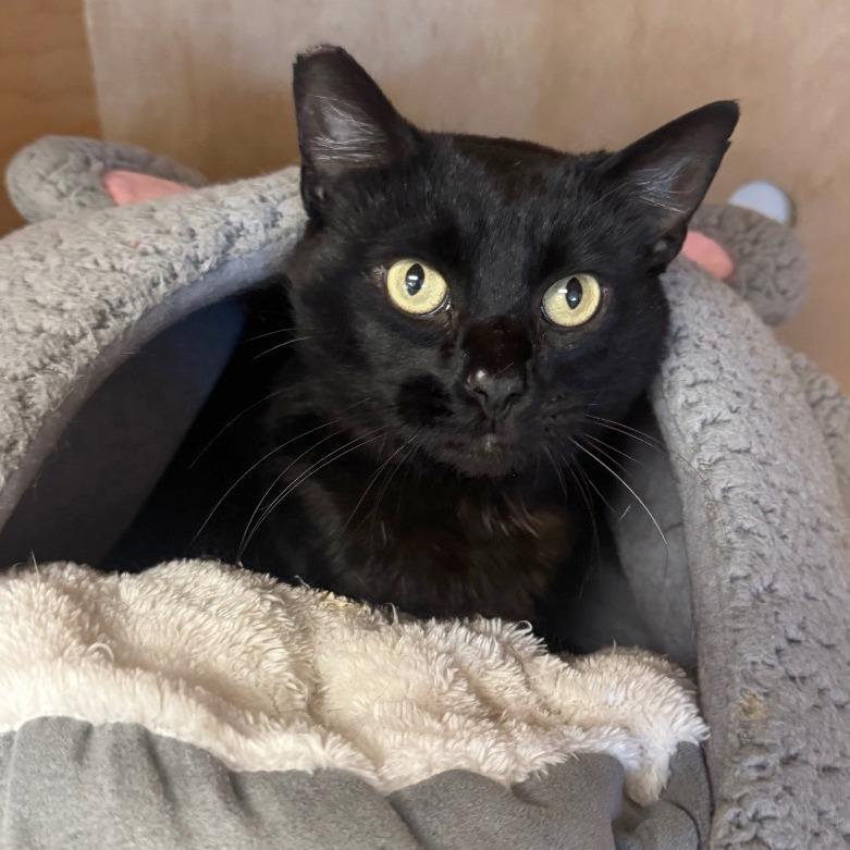 Enlarge Django, a Adoptable Domestic Short Hair in Pleasant Hill, CA image 5/5