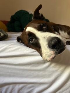 Enlarge Omar, an adopted mixed breed in Nashville, TN image 2/6