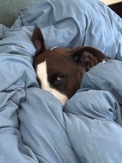 Enlarge Omar, an adopted mixed breed in Nashville, TN image 6/6