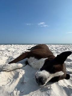 Enlarge Omar, an adopted mixed breed in Nashville, TN image 4/6