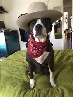 Enlarge Omar, an adopted mixed breed in Nashville, TN image 1/6