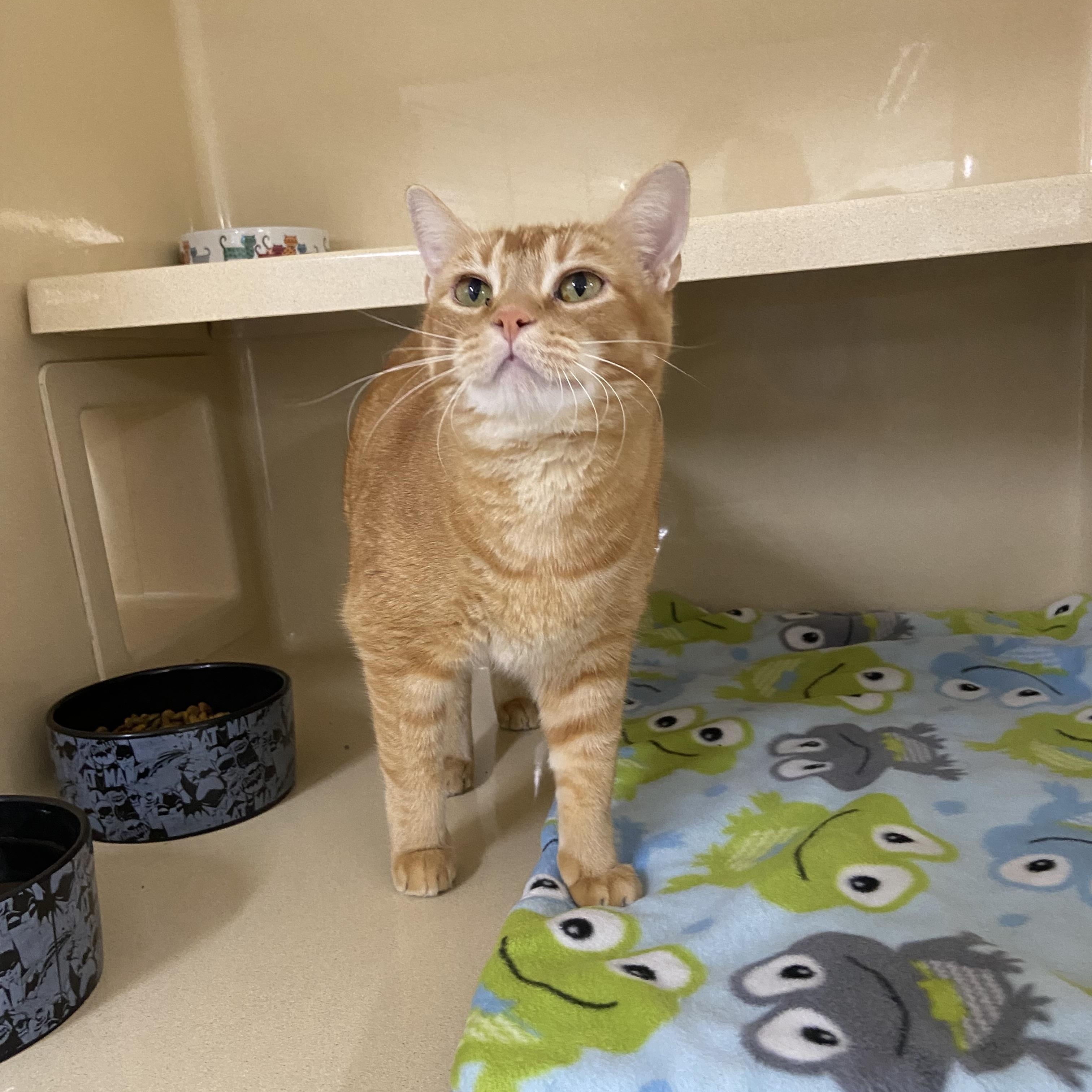 Amber , ADOPTABLE, Adult Female Domestic Short Hair.