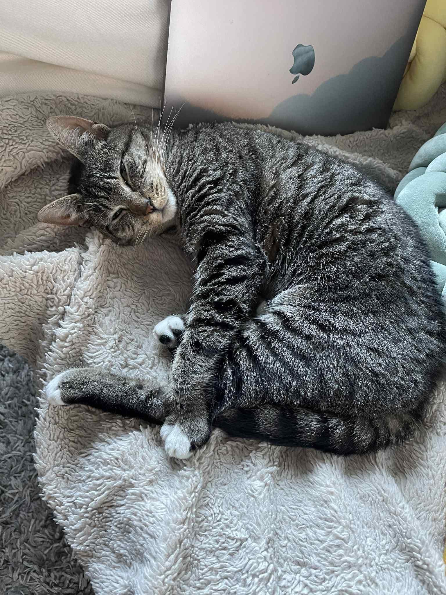 Suki, Adult Female Domestic Short Hair