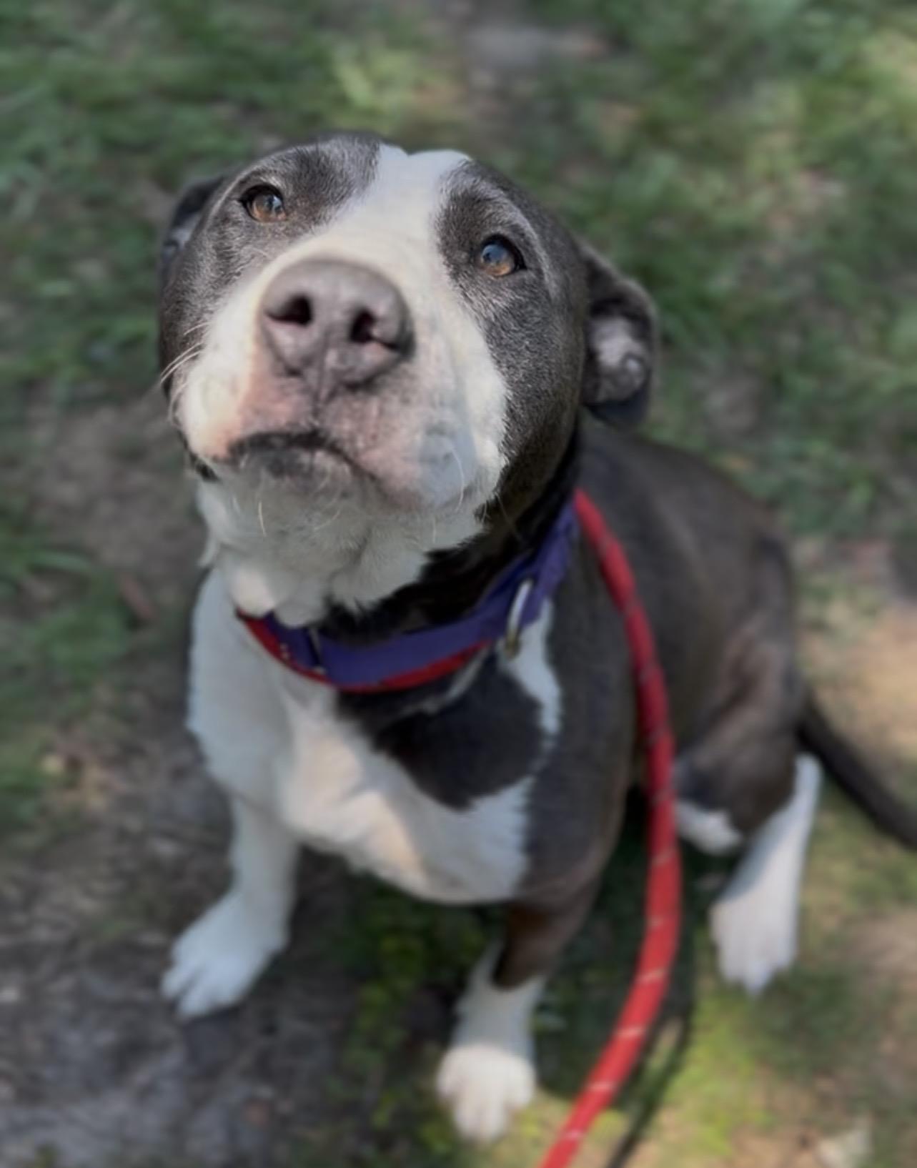 Enlarge Ember, a Adoptable Mixed Breed in Charleston, SC image 3/3