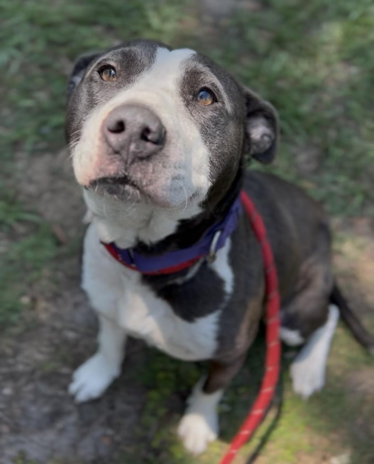 Enlarge Ember, a Adoptable Mixed Breed in Charleston, SC image 1/3