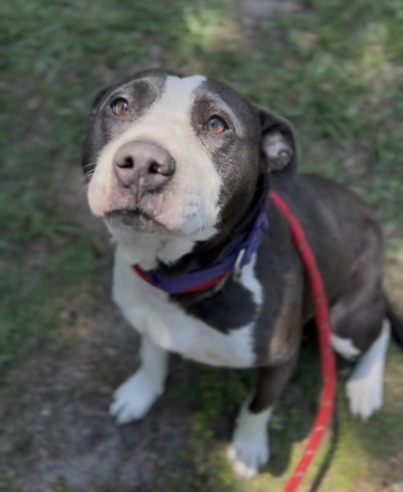 Enlarge Ember, a Adoptable Mixed Breed in Charleston, SC image 2/3