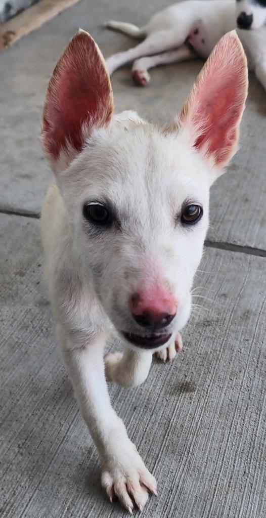 Sapphire Moon Beam, Adoptable, Puppy Male Australian Cattle Dog / Blue Heeler & Australian Cattle Dog / Blue Heeler.