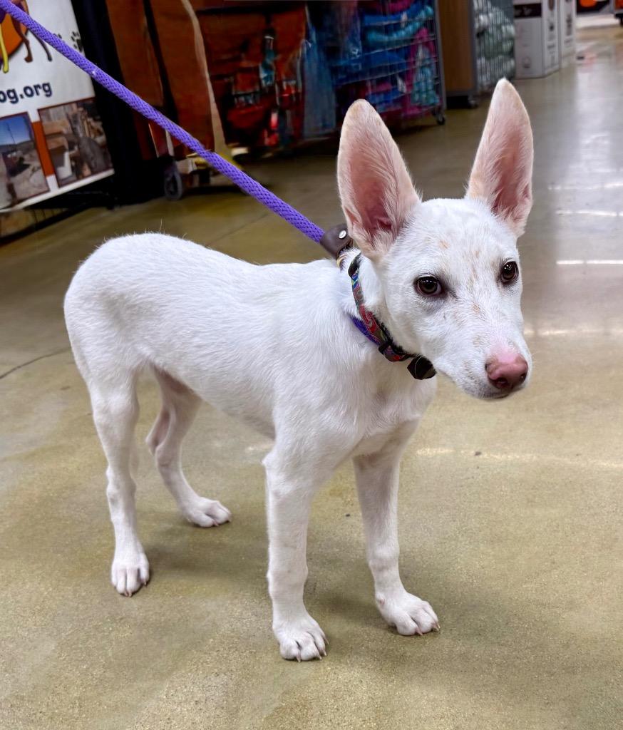 Sapphire Moon Beam, a Adoptable mixed breed in Fort Lupton, CO image 2/4