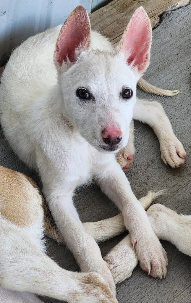 Sapphire Moon Beam, a Adoptable mixed breed in Fort Lupton, CO image 3/4