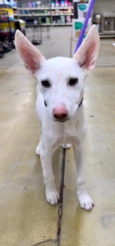 Sapphire Moon Beam, a Adoptable mixed breed in Fort Lupton, CO image 4/4